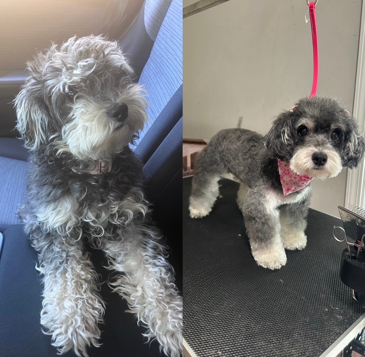 Two fluffy dogs before and after grooming