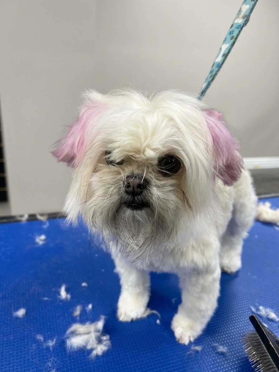 Dog before grooming — fur being combed