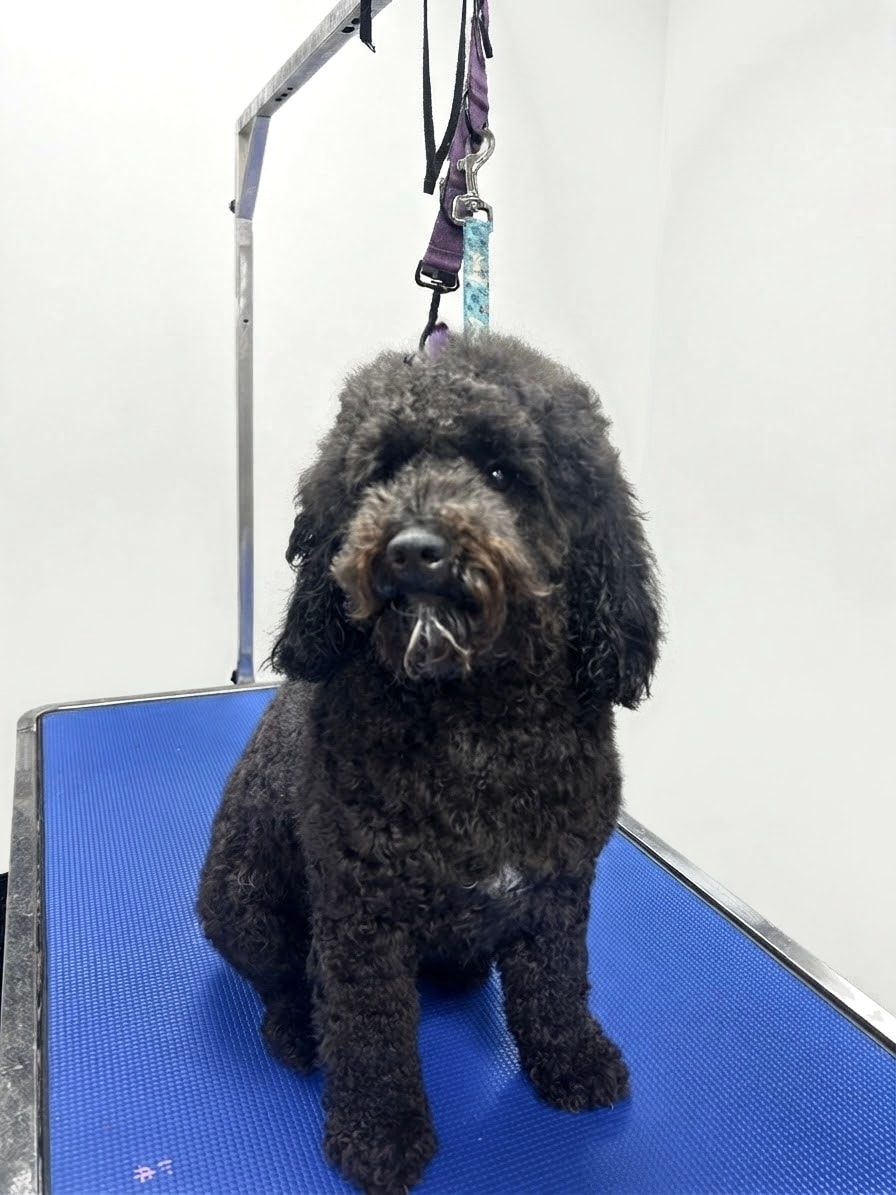 Yorkshire Terrier after professional grooming
