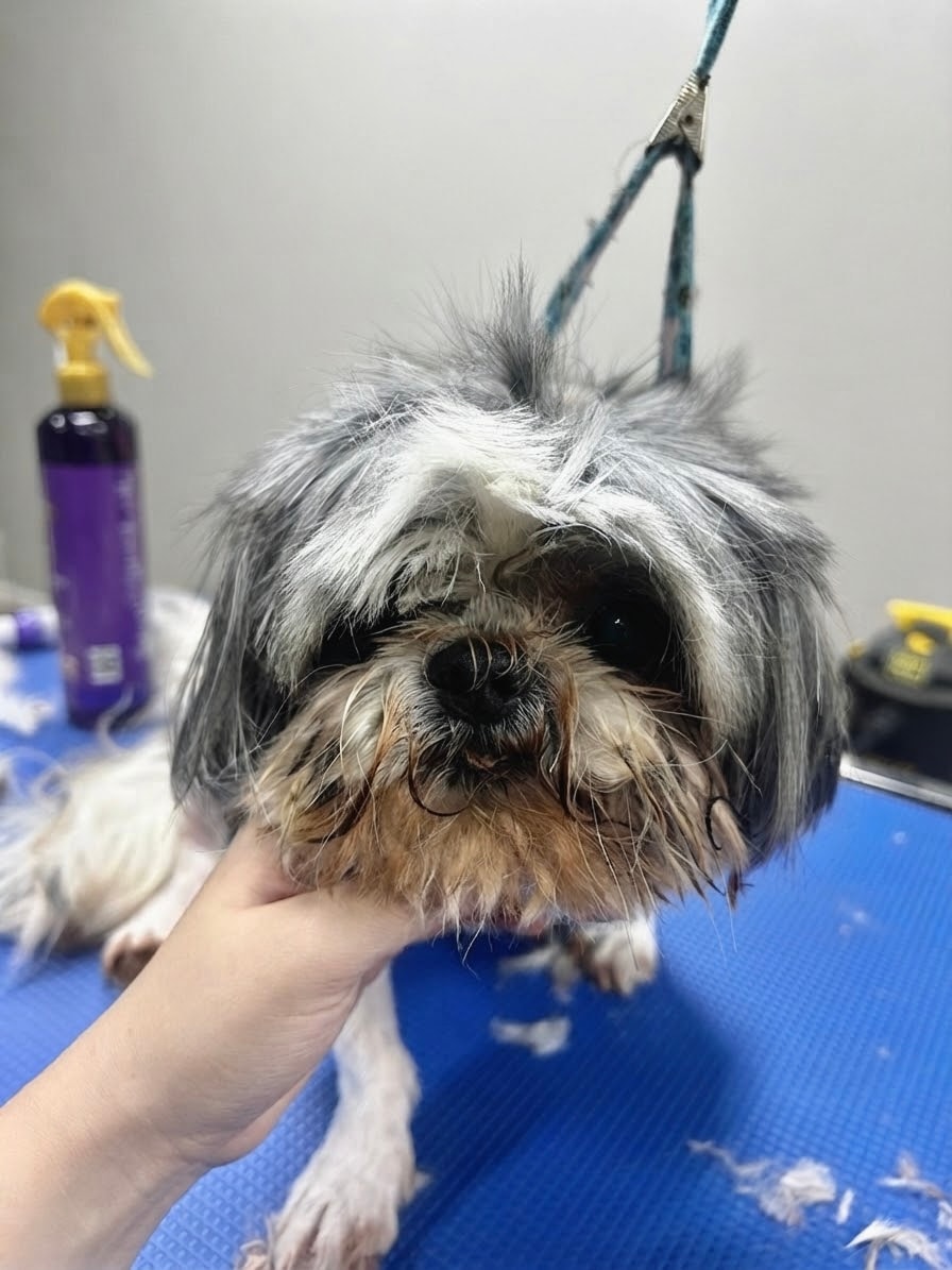 Puppy in bathtub during grooming